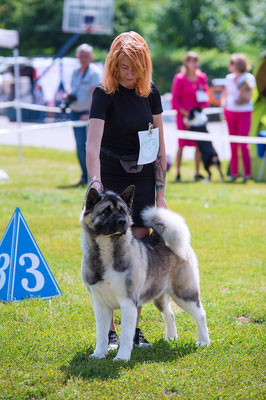 IDS Kharkov Ukraine   American Akita   🔥SIBERIAN HUNTER AVRORA - CAC, CACIB, BOS🏆!!!!   🇺🇦️🏆INTERNATIONAL Champion!!!🏆🇺🇦️