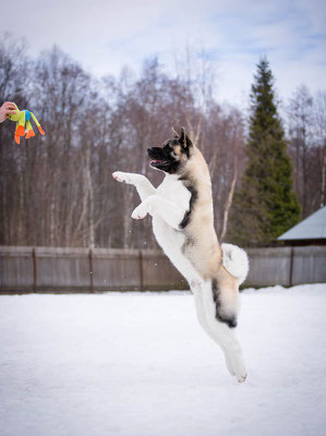 American Akita INDEVOR CENTER OF ATTENTION in ALL FOR ALMIGHTY kennel