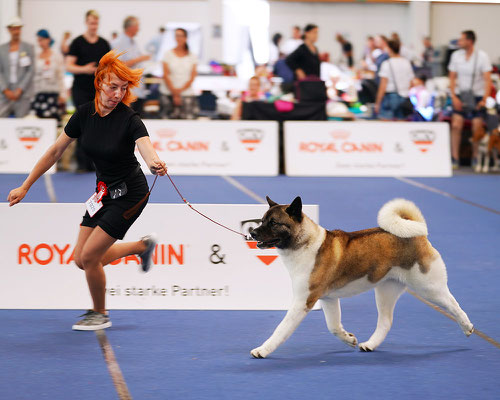 ALL FOR ALMIGHTY kennel AMERICAN AKITA ::: AUSTRIAN WINNER 2019 ::: AW2019 ::: AUSTRIA, WELS ::: EDS2019 ::: EURO DOG SHOW 2019 ::: VIDEO :::