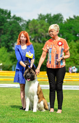 American Akita  ALL FOR ALMIGHTY BEFORE HEAVEN International Dog Show -  Dnepr, Ukraine