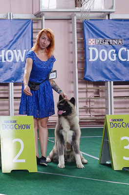 American Akita AMFASHION PRINCESS LEIA