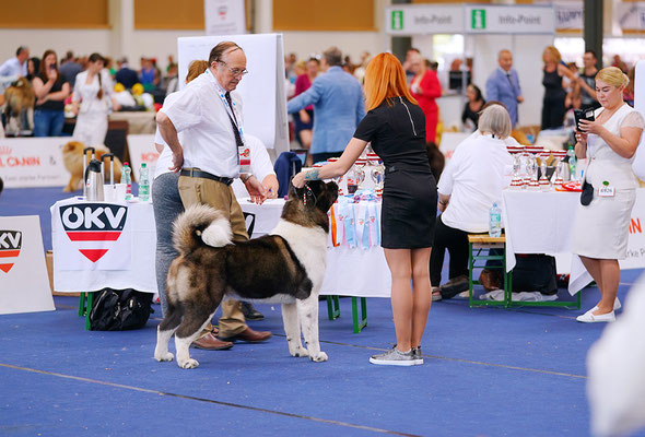 ALL FOR ALMIGHTY kennel AMERICAN AKITA ::: AUSTRIAN WINNER 2019 ::: AW2019 ::: AUSTRIA, WELS ::: EDS2019 ::: EURO DOG SHOW 2019 ::: VIDEO :::