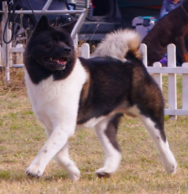 American Akita KEKS Американская акита #bestdog #akitakharkov #akitakharkiv #akitaharkiv #americanakitaukraine #akitaukraine #americanakitainukraine #bestpuppiesakita #puppiesakitaforsale #bloodchampions #puppyfromchampions #akitakennels #kennelkharkiv #b