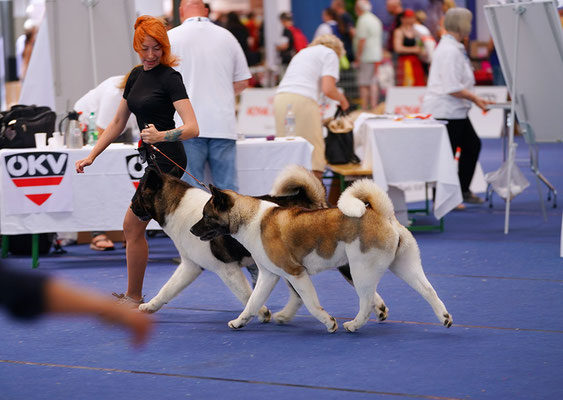 ALL FOR ALMIGHTY kennel AMERICAN AKITA ::: AUSTRIAN WINNER 2019 ::: AW2019 ::: AUSTRIA, WELS ::: EDS2019 ::: EURO DOG SHOW 2019 ::: VIDEO :::