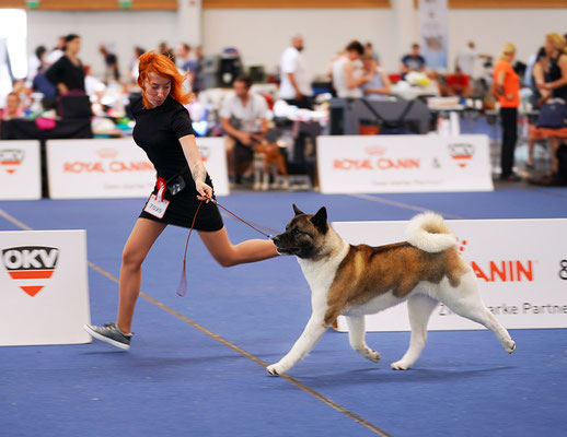 ALL FOR ALMIGHTY kennel AMERICAN AKITA ::: AUSTRIAN WINNER 2019 ::: AW2019 ::: AUSTRIA, WELS ::: EDS2019 ::: EURO DOG SHOW 2019 ::: VIDEO :::