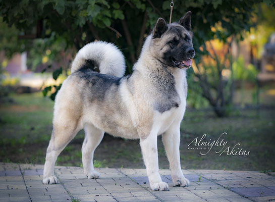 American Akita AVRORA