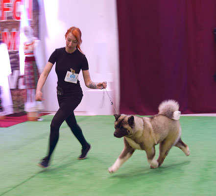 American Akita AMFASHION PRINCESS LEIA