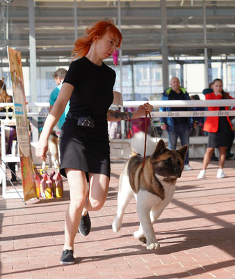 Американская акита SIBERIAN HUNTER DAISY-BEAUTY - сертификатная выставка собак