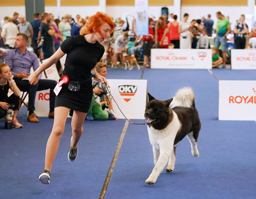 ALL FOR ALMIGHTY kennel AMERICAN AKITA ::: AUSTRIAN WINNER 2019 ::: AW2019 ::: AUSTRIA, WELS ::: EDS2019 ::: EURO DOG SHOW 2019 ::: VIDEO :::