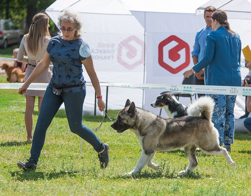 IDS Kharkov Ukraine   American Akita   🔥SIBERIAN HUNTER AVRORA - CAC, CACIB, BOS🏆!!!!   🇺🇦️🏆INTERNATIONAL Champion!!!🏆🇺🇦️