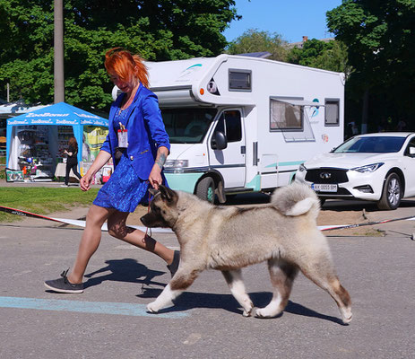 American Akita AMFASHION PRINCESS LEIA