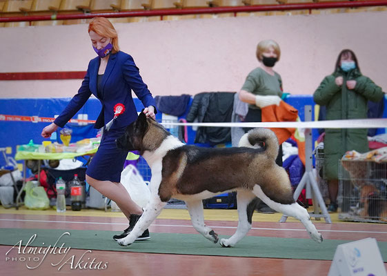 Drogo the akita discount