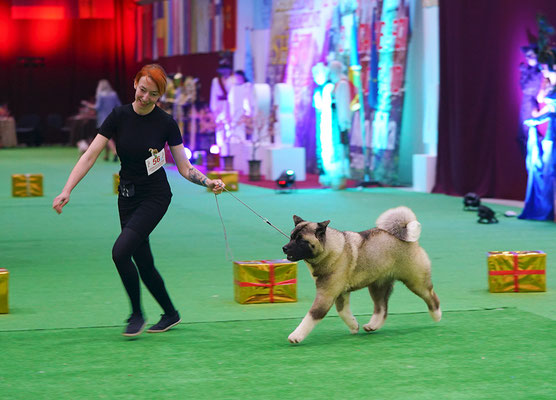 American Akita AMFASHION PRINCESS LEIA