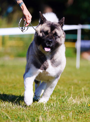 IDS Kharkov Ukraine   American Akita   🔥SIBERIAN HUNTER AVRORA - CAC, CACIB, BOS🏆!!!!   🇺🇦️🏆INTERNATIONAL Champion!!!🏆🇺🇦️