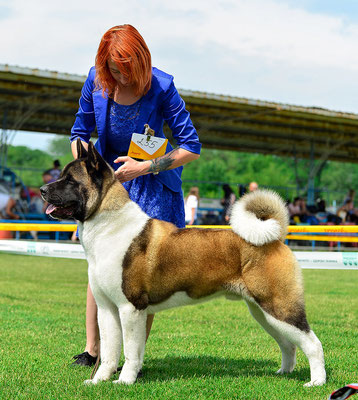American Akita  ALL FOR ALMIGHTY BEFORE HEAVEN International Dog Show -  Dnepr, Ukraine