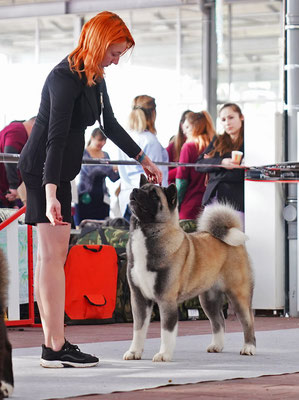American Akita AMFASHION PRINCESS LEIA