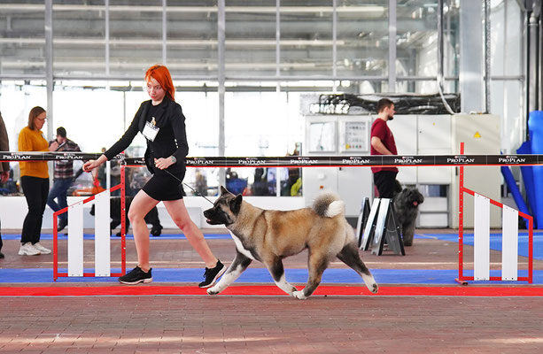 American Akita AMFASHION PRINCESS LEIA
