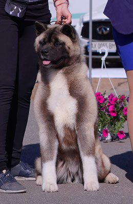 American Akita AMFASHION PRINCESS LEIA
