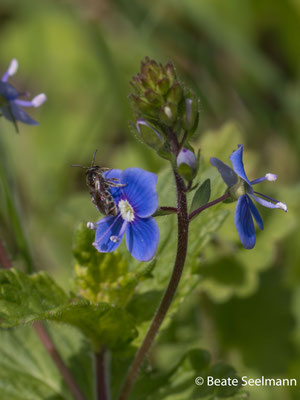 Sandbiene Andrena viridescens an Ehrenpreis