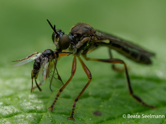 Raubfliege (Habichtsfliege) mit Opfer