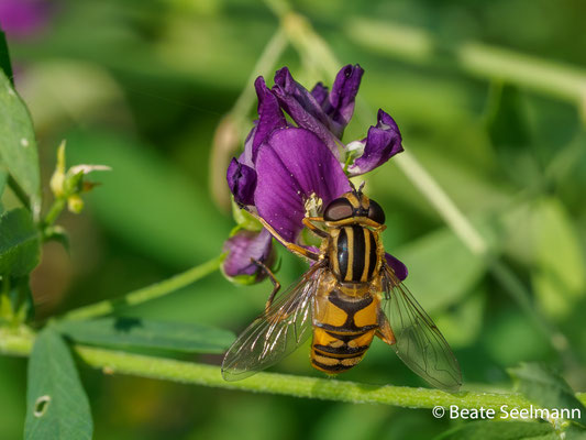 Gemeine Sumpfschwebfliege