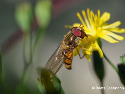 Hainschwebfliege