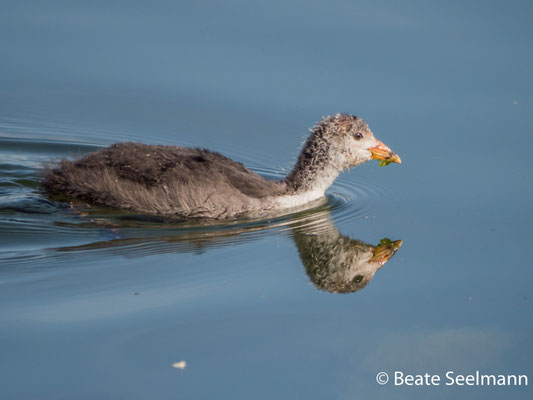 Blässhuhn Jungvogel