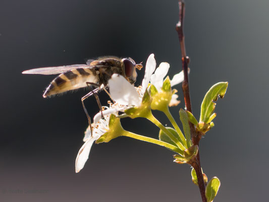 Goldhalsschwebfliege