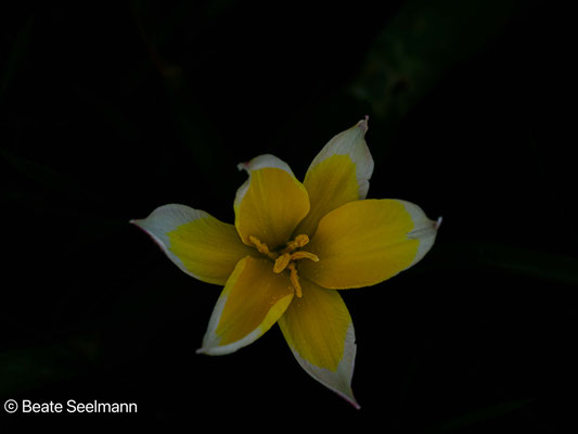 Wildtulpe