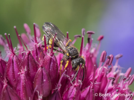 Bienenjagende Knotenwespe auf Allium