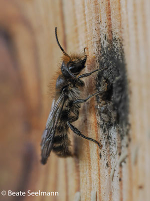 männliche Biene frisch geschlüpft im April