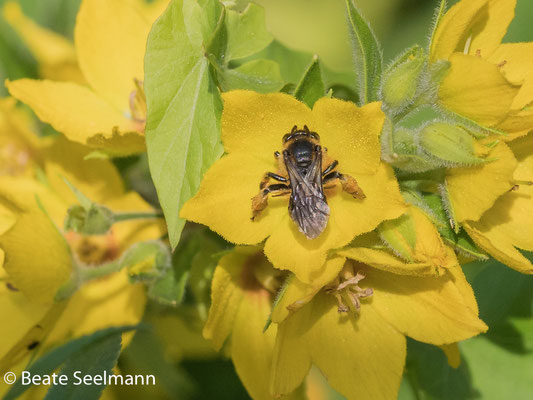Macropis fulvipes weiblich