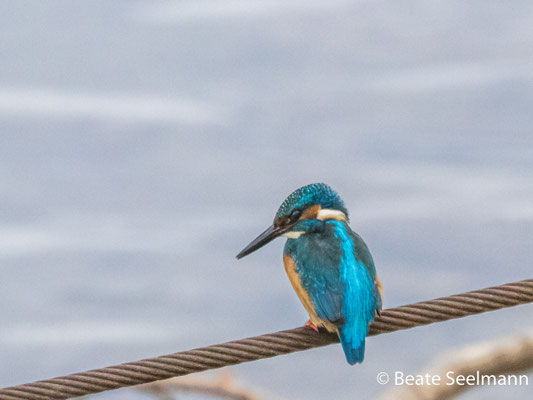 Eisvogel