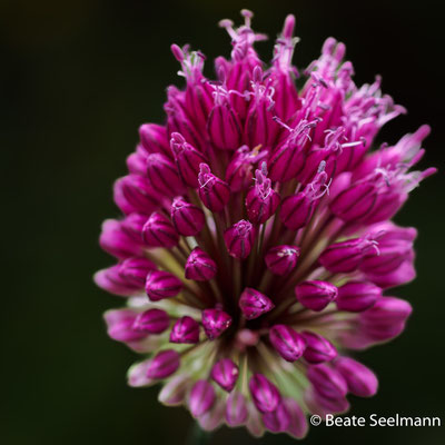 Allium