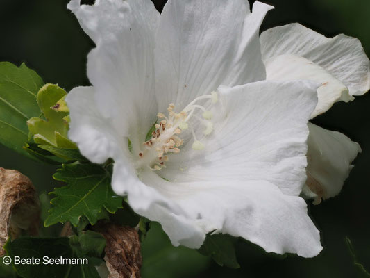 Hibiskus