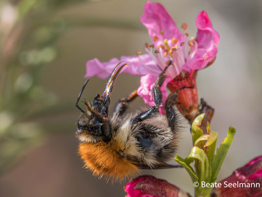 Ackerhummel und Zwergmandelstrauch