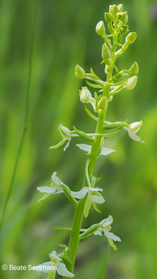 Weiße Waldhyazinthe