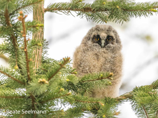 Waldohreule Jungvogel in Heitersheim