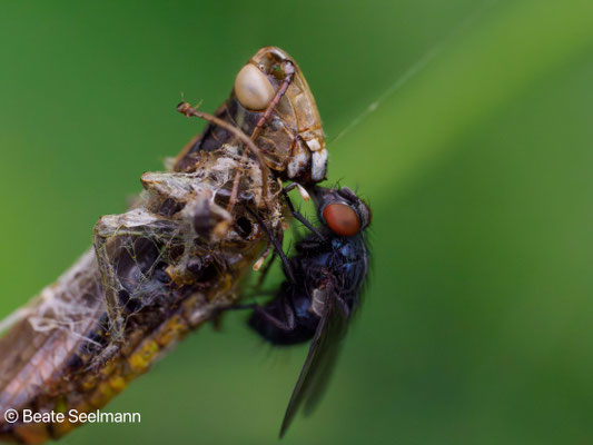 Fliege am Fang einer Wespenspinne
