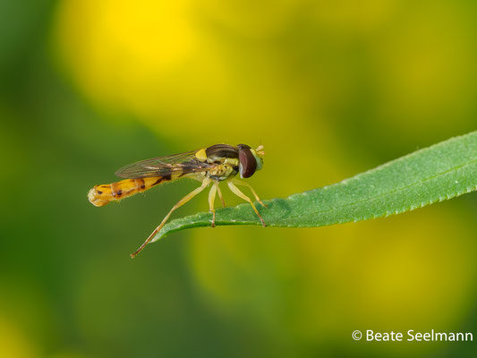 Gewöhnliche Langbauchschwebfliege