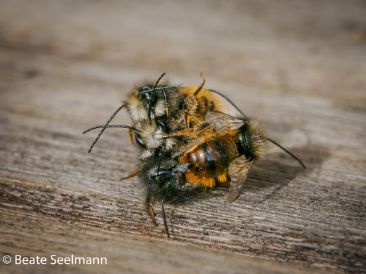 Das Weibchen wehrt sich und beißt einem Männchen in den Po