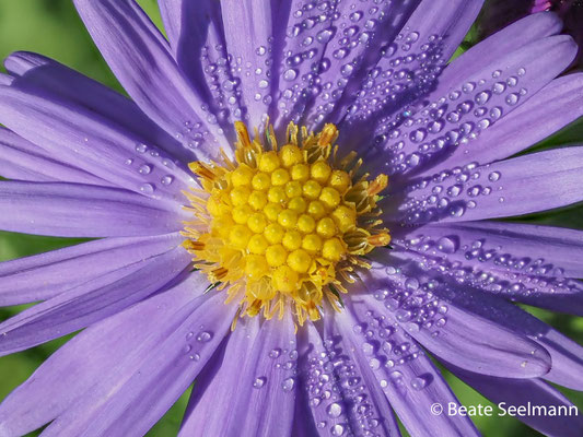 Aster