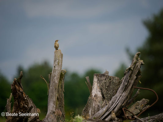 Steinschmätzer Jungvogel