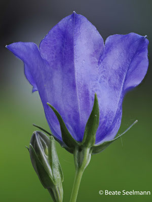 Pfirsich-Glockenblume