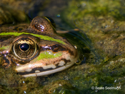 Teichfrosch und Kugelspringer - Größenvergleich