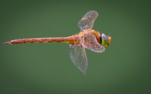 Keilflecklibelle