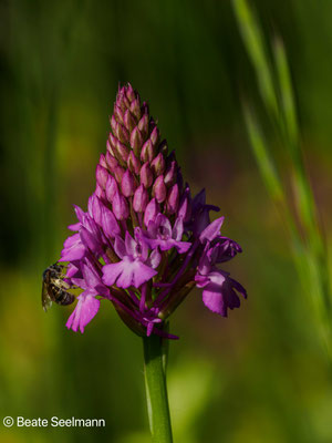 Pyramidenorchis