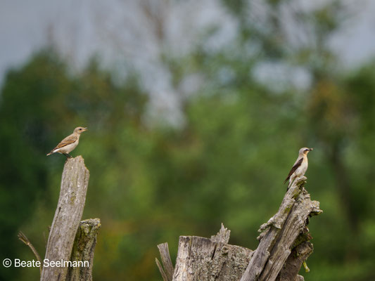 Steinschmätzer Jungvogel