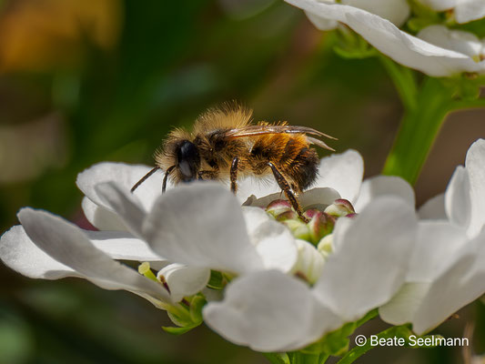 männliche Biene an Schleifenblume