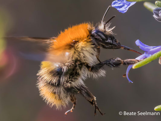 Ackerhummel und Rosmarin